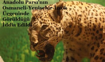 ANADOLU PARSI(LEOPARI/ANADOLU PANTERİ) OSMANELİ- İZNİK ARASINDA DAĞLARDA YAŞIYOR MU?