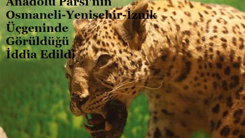 ANADOLU PARSI(LEOPARI/ANADOLU PANTERİ) OSMANELİ- İZNİK ARASINDA DAĞLARDA YAŞIYOR MU?