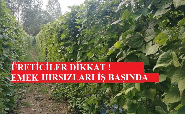 ÜRETİCİLER DİKKAT ! ARSIZ HIRSIZLAR FASULYE TARLALARINA DADANDI