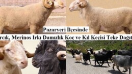 Kıvırcık, Merinos Irkı Damızlık Koç ve Kıl Keçisi Teke Dağıtımı