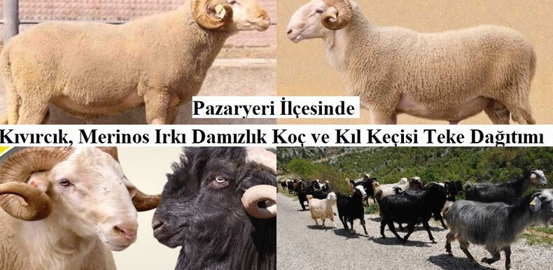 Kıvırcık, Merinos Irkı Damızlık Koç ve Kıl Keçisi Teke Dağıtımı