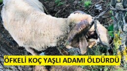 Kurbanlık Koç Yaşlı adamı öldürdü