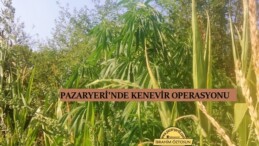 PAZARYERİ’NDE JANDARMADAN BAŞARILI KENEVİR OPERASYONU