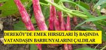 DEREKÖY’DE EMEK HIRSIZLARI İŞ BAŞINDA VATANDAŞIN BARBUNYALARINI ÇALDILAR