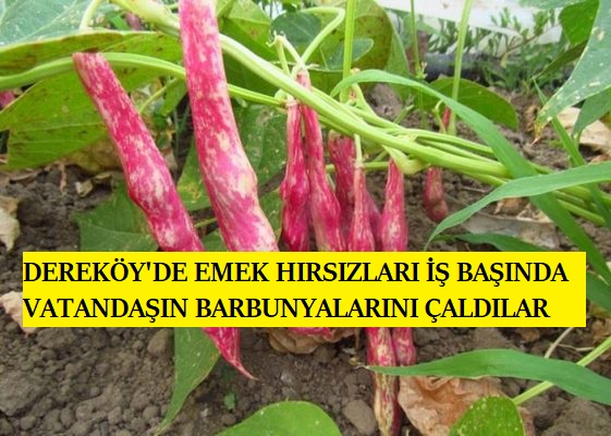 DEREKÖY’DE EMEK HIRSIZLARI İŞ BAŞINDA VATANDAŞIN BARBUNYALARINI ÇALDILAR