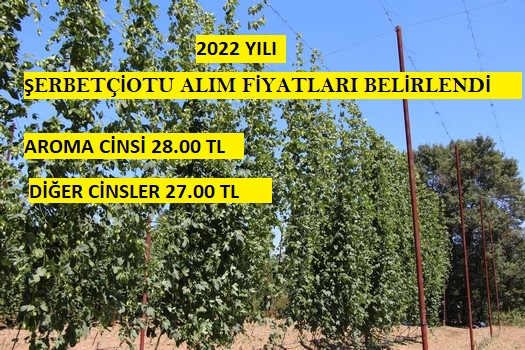 2022 Yılı Şerbetçiotunun Alım Fiyatı Belirlendi