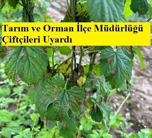 Tarım ve Orman İlçe Müdürlüğü Çiftçileri Uyardı