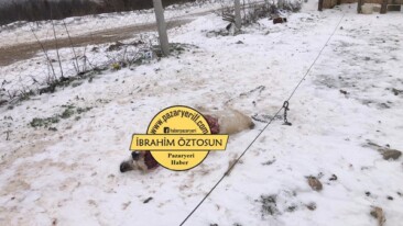 Pazaryerinde aç kurtlar 2 köpeği telef etti