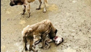 Bozüyük Hayvan Barınağındaki Vahşeti Gören Vatandaşalr İsyan Etti