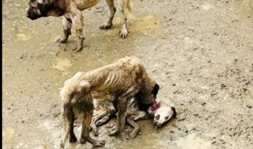 Bozüyük Hayvan Barınağındaki Vahşeti Gören Vatandaşalr İsyan Etti