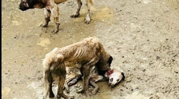 Bozüyük Hayvan Barınağındaki Vahşeti Gören Vatandaşalr İsyan Etti